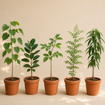 Panchavati Sacred Tree Set – The Five Sacred Trees