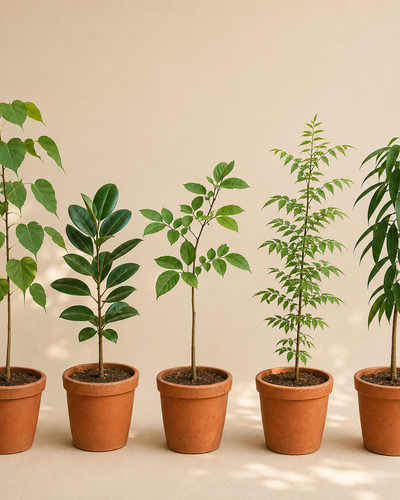 Panchavati Sacred Tree Set – The Five Sacred Trees