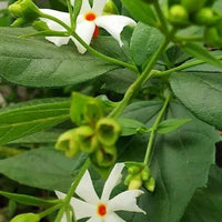 Parijatha