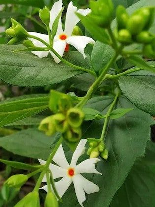 Parijatha