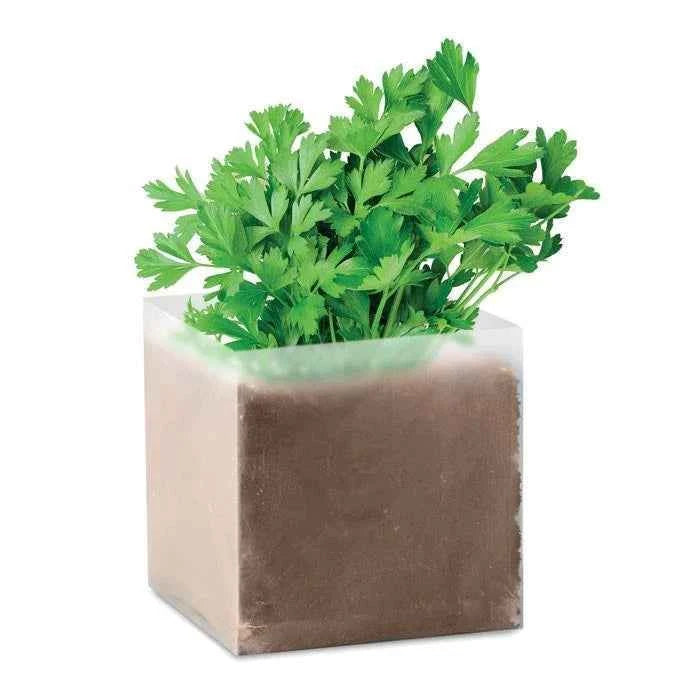 Parsley Herb Plant – Apium