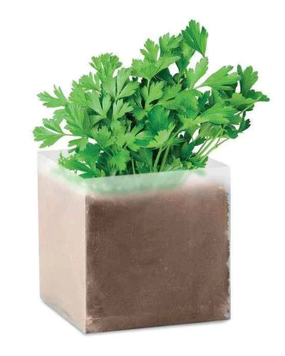 Parsley Herb Plant – Apium