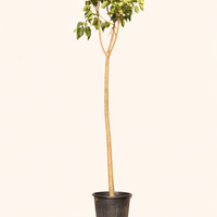 Peepal Tree