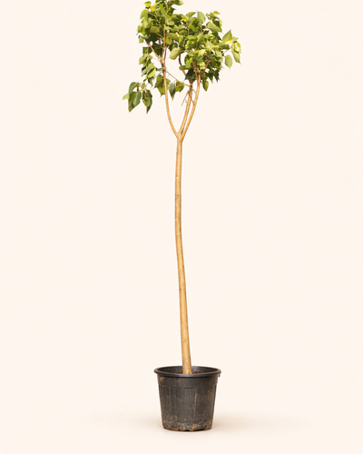 Peepal tree Ficus religiosa sacred Bodhi tree heart-shaped leaves spiritual plant for Dubai UAE homes