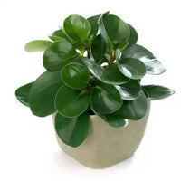 Peperomia Obtusifolia - Baby Rubber Plant