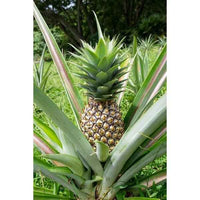 Pineapple – Ananas Comosus