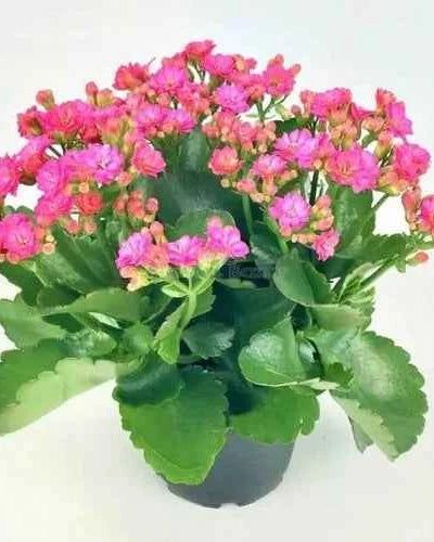Kalanchoe