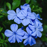 Cape Leadwort – Plumbago Auriculata
