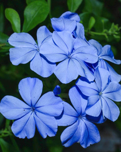 Cape Leadwort (Plumbago auriculata) with blue flowers