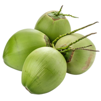 Coconut Palm Tree
