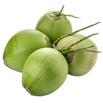 Coconut palm