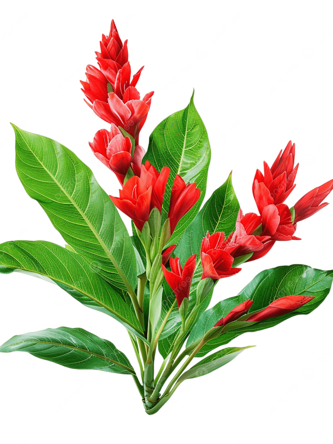 Alpinia purpurata