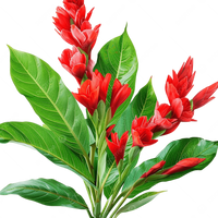 Alpinia Purpurata
