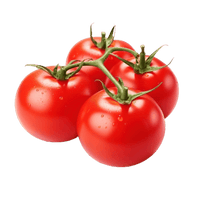 Tomato Plants