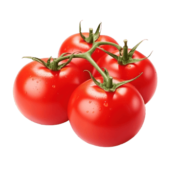 Tomato Plants