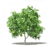 Pomelo Tree
