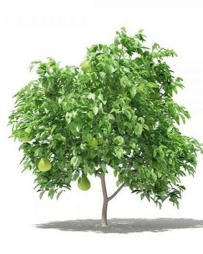Pomelo Tree
