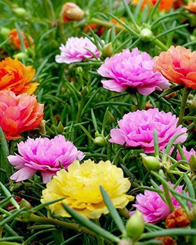 Portulaca Grandiflora