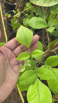 Bilva pathra - Bael