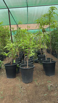 Nagalinga Pushpa