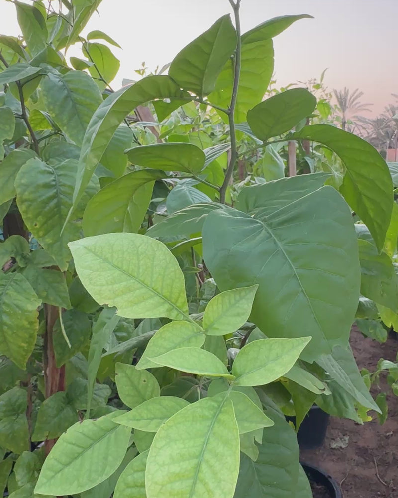 Bilva pathra - Bael
