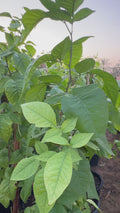 Bilva pathra - Bael