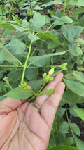 Parijatha