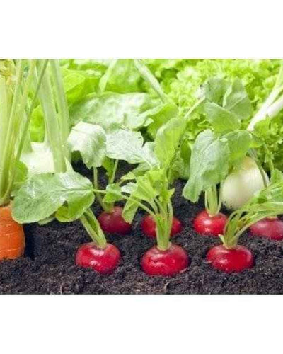 Radish