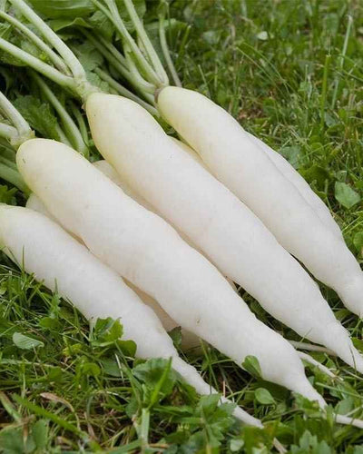 Radish