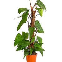 Emerald Philodendron
