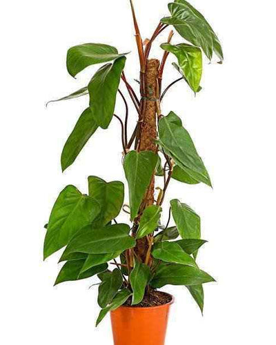 Emerald Philodendron
