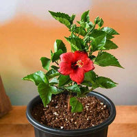 Hibiscus Red