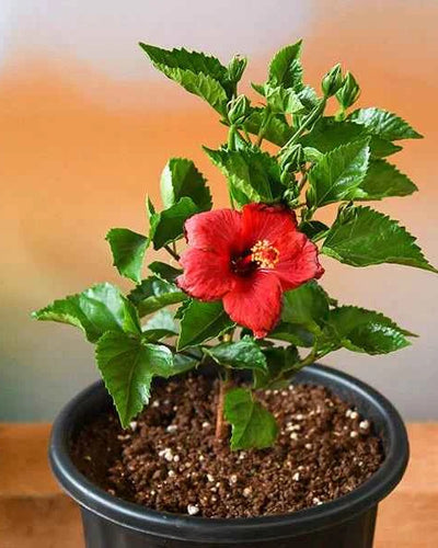Hibiscus Red