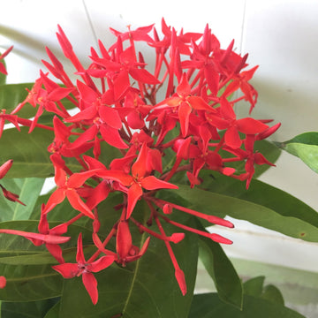 Ixora Coccinea Red