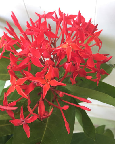 Ixora Coccinea Red