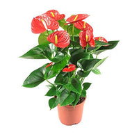 Anthurium Red Dubai & UAE | Flamingo Flower | Buy Online – Souq Garden