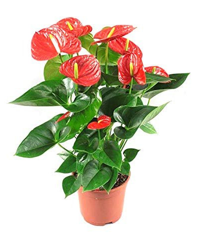 Anthurium Red flamingo flower indoor plant Dubai UAE Souq Garden