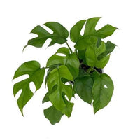 Monstera Minima - Swiss Cheese Plant