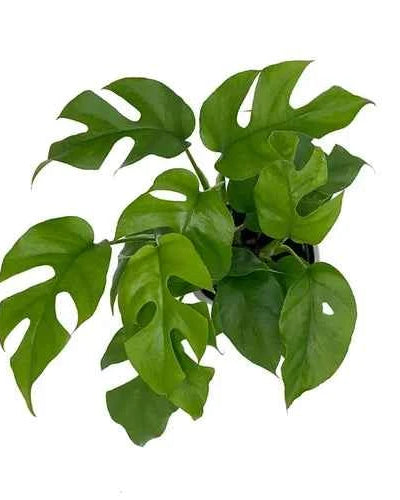 Monstera Minima (Swiss Cheese Plant)