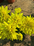 Chrysanthemum