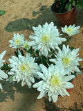 Chrysanthemum