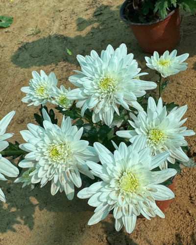 Chrysanthemum Plant
