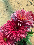 Chrysanthemum