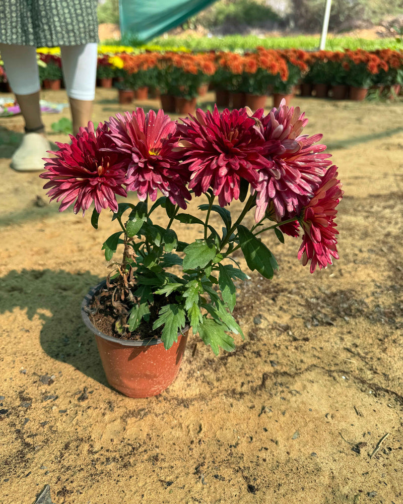 Chrysanthemum