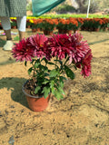 Chrysanthemum