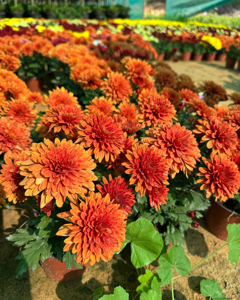 Chrysanthemum