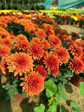 Chrysanthemum