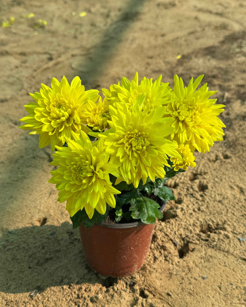 Chrysanthemum