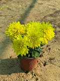 Chrysanthemum