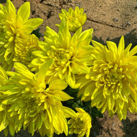 Chrysanthemum Plant
